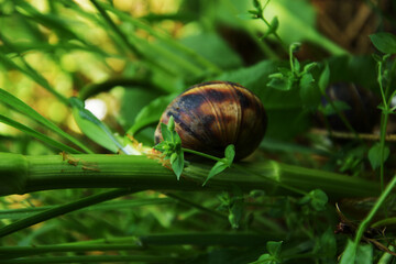 A snail creeps on a stem of grass.