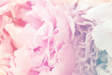 close up of the blossom of a peony with gradient, background