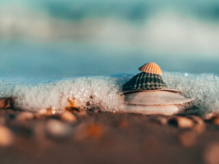 Close-up of a zen-style standing beach shells  on the sandy beach in sunny day. Copy space, holidays and summer is coming concept. Stack of Sea shell at the beach with sea on background