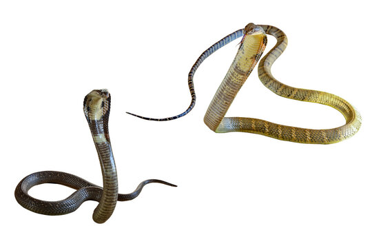 The Beautiful king cobra and black Cobra snake on white background have path