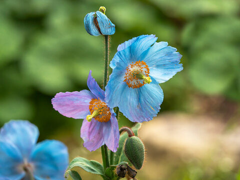Closeup of beautiful blue and purple Himalayan poppy, Meconopsis, flowers and bud in a garden