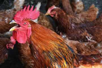 Red rooster with hens captured closeup. The rooster crowes, revealing its beak.