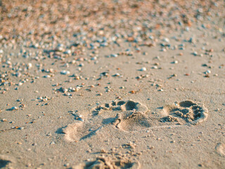 Two well-formed human footprints in the sand