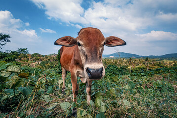 Portrait of thin brown cow looking at the camera. Palawan, Philippines.