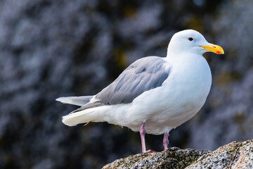 Gull