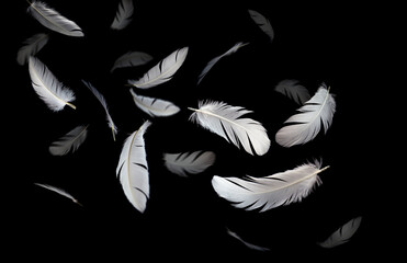 Group of a white bird feathers floating in the dark. feather abstract background.