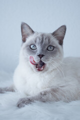 white cat with blue eyes, cat, love, katze