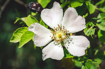 The most beautiful wild rose close up