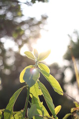 yellow flower in the garden