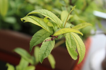 peach tree peach leaf peach leaves the leaf of peach tree leaves of a peach tree green leaf peach tree