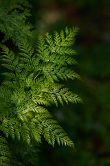 Close-up view of fresh green fern leaves