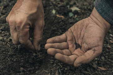 man sowing vegetables