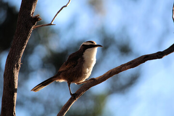 Soft focus on White-browed babbler (Pomatostomus superciliosus) against the light, South Australia