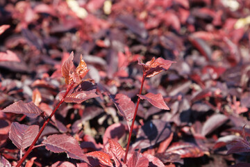 Red shrubs form an interesting natural background. Deciduous decorative red shrub.