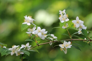 Philadelphus coronarius branch with white flowers and leaves