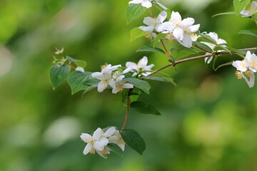 Philadelphus coronarius branch with white flowers and leaves