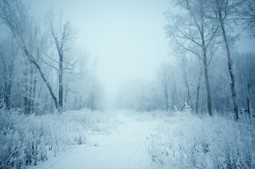 Forest in the fog. On the trees is hoarfrost. Winter landscape.