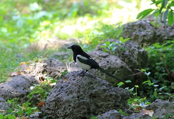 Magpie Pica pica in the Park