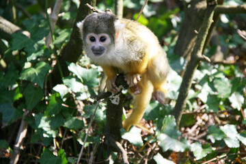 squirrel monkey in a zoo in france
