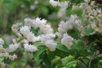 White flowers and leaves on the branches of Deutzia magnifica