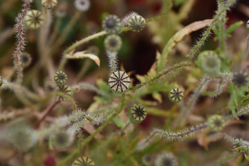 top view of green poppy boxes in the field. background	
