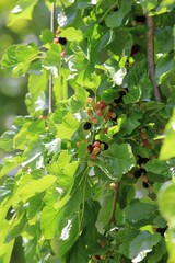 Mulberry branch with ripening berries