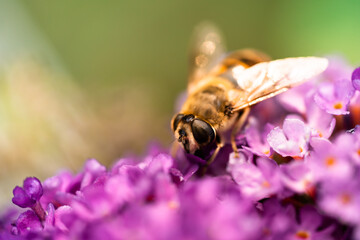 Eristalis tenax, drone fly, a common type of hoverfly on a purple flower of a butterfly bush.