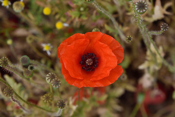 red poppy in the field