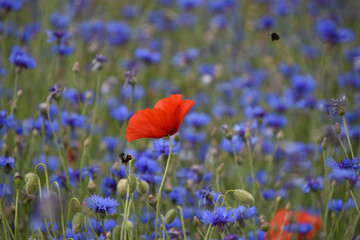 red poppy on a field. background	
