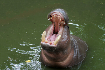 Dwarf hippopotamus open mouth in water