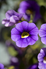 A close up of a Morning Glory flower in the garden in the summer sun.