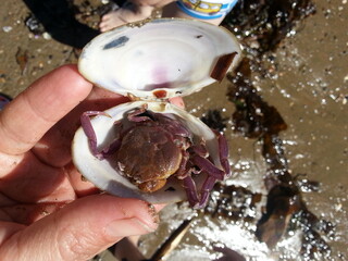 little crab in a shell