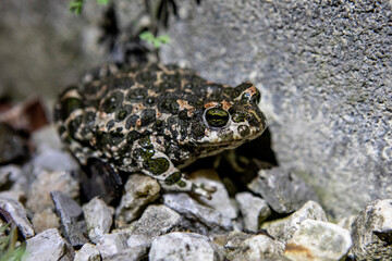 Spotted rain frog close-up on the rocks in the yard
