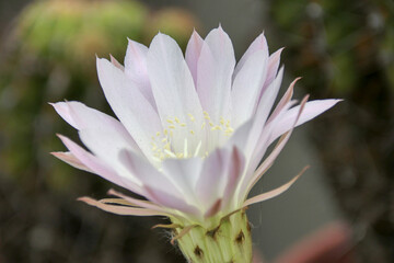 White cactus flower © kuenlin