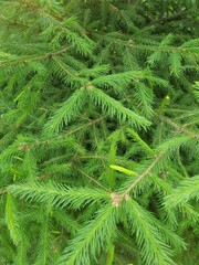 Green pine branches with needles