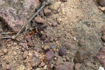 ants on the ground