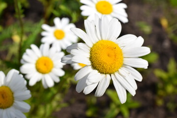 Obraz premium camomile garden photo of perennial flowers