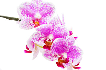 Orchid isolated on white background