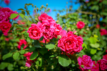 tea rose flowers in a summer garden,hybrid tea roses.