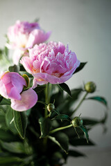 Bouquet of pink peonies. Beautiful summer flowers. Still life with place for text.
