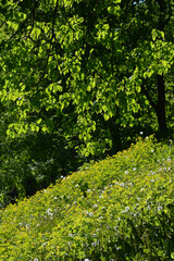 Summer landscape in the park with yellow flowers and white fluffy dandelions on the side of a hill as well as tree foliage luminous and shimmering from sunlight