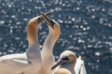Northern gannet  (Morus bassanus), Heligoland, North Sea, Schleswig-Holstein, Germany, Europe