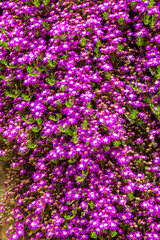 Purple spring flowers with green leaf. Famous flower bed gardens in İstanbul