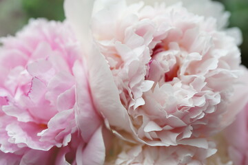 Fluffy pink and white peonies close-up.
