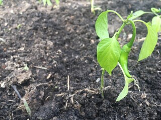 hot chili pepper in the garden
