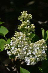 Lilac branch with white spring flowers and green leaves on a black background