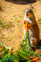 Präriehund mit Möhre