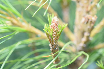coniferous tree on the branches of a needle