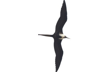 seagull isolated on white