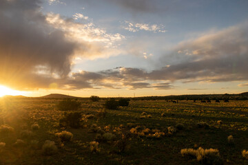 Obraz premium sunset over the field